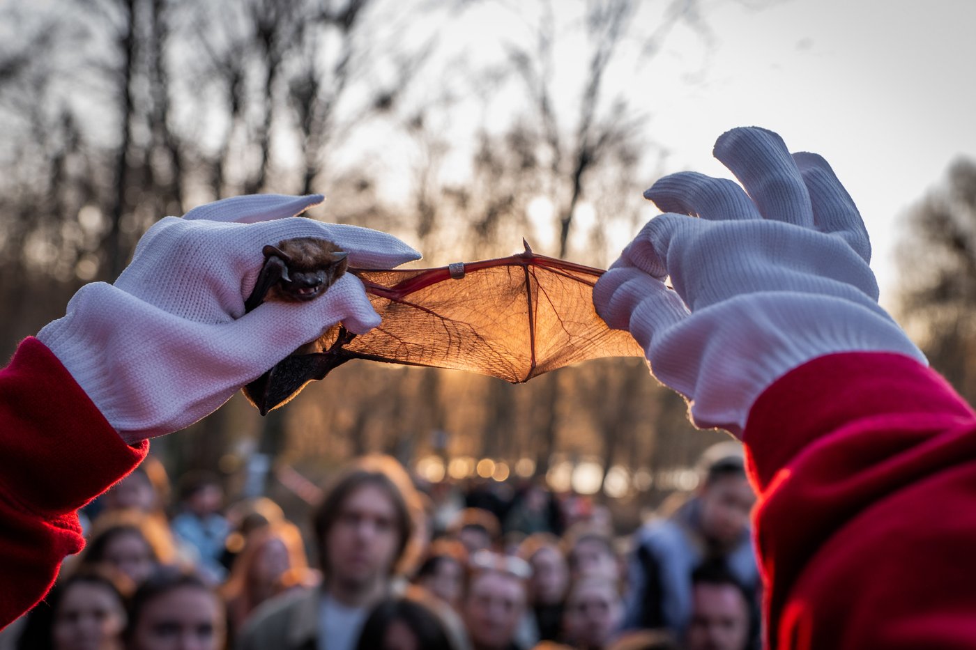 After harsh winter, Ukrainians find joy in releasing bats rescued from war | iNFOnews.ca