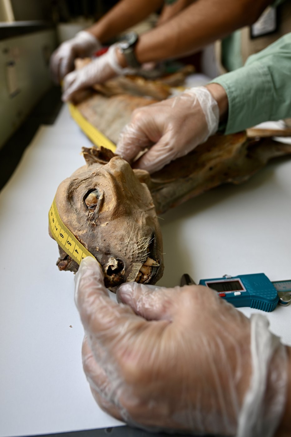Mummified cheetahs found in Saudi caves shed light on lost populations | iNFOnews.ca Mummified cheetahs found in Saudi caves shed light on lost populations | iNFOnews.ca