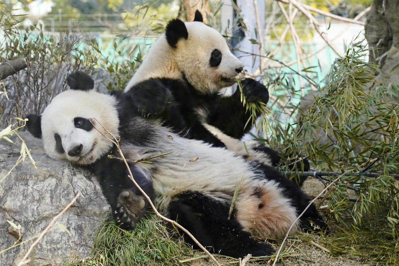 Japan will be without a panda for the first time in 50 years after twins leave Tokyo zoo | iNFOnews.ca Japan will be without a panda for the first time in 50 years after twins leave Tokyo zoo | iNFOnews.ca