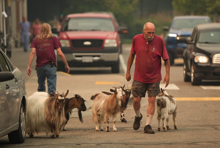 Rescue team struggles to save evacuees' pets, livestock amid Okanagan wildfires | iNFOnews.ca