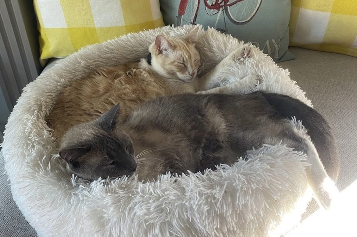 A lost cat's mysterious 2-month, 900-mile journey home to California | iNFOnews.ca