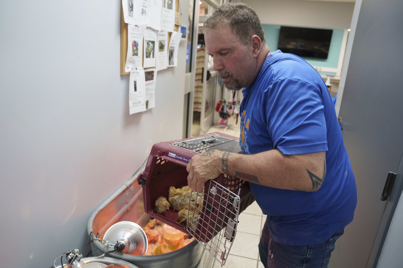 Thousands of chicks found abandoned in USPS truck have been adopted | iNFOnews.ca