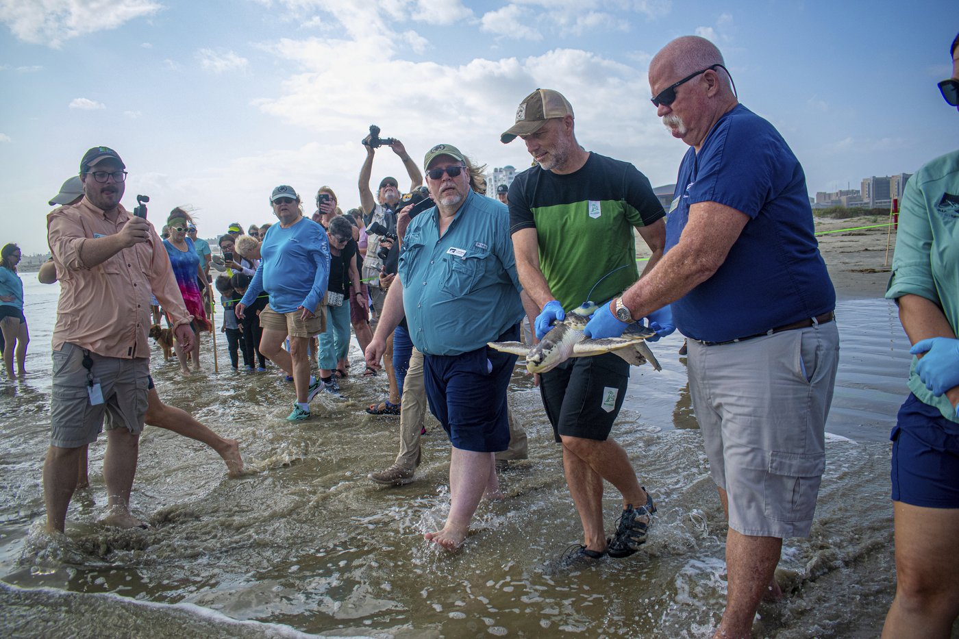 A wayward sea turtle wound up in the Netherlands. A rescue brought it thousands of miles back home | iNFOnews.ca
