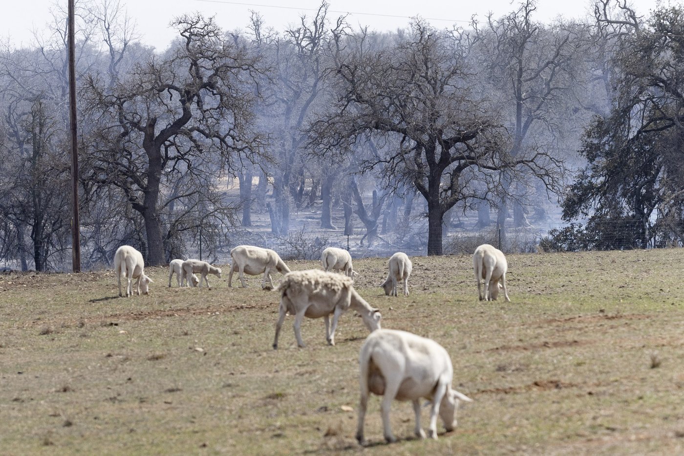 As Oklahoma reels from deadly wildfires, authorities warn of fresh fire threat | iNFOnews.ca