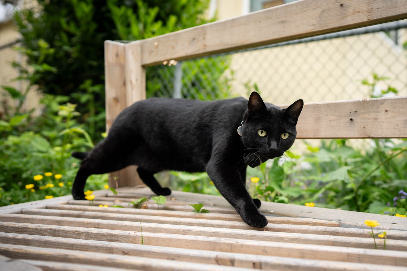 'Team Nigel' rallies behind East Vancouver cat after complaint about feline folk hero | iNFOnews.ca