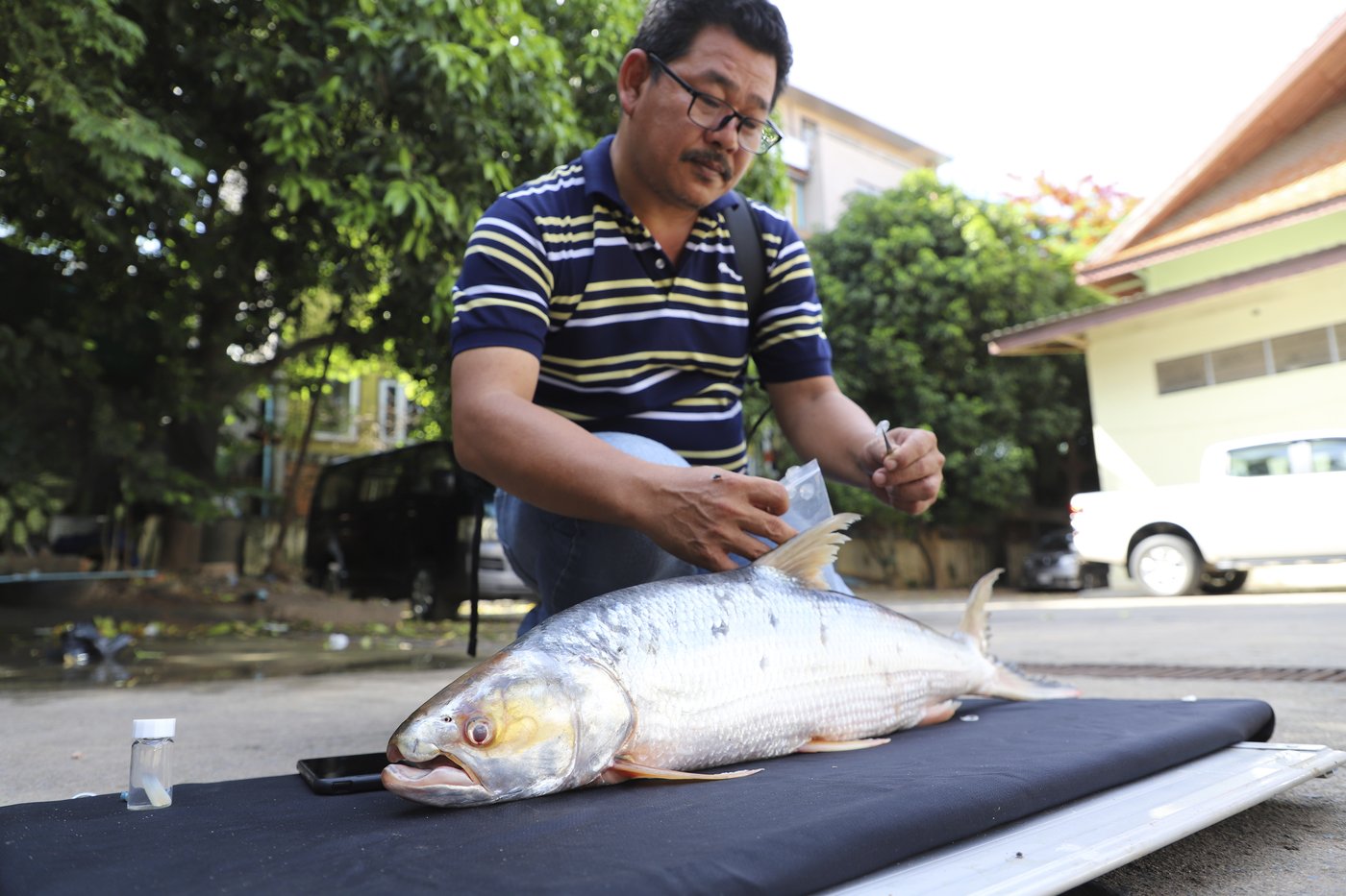 Giant fish thought to be extinct is spotted in the Mekong River | iNFOnews.ca Giant fish thought to be extinct is spotted in the Mekong River | iNFOnews.ca
