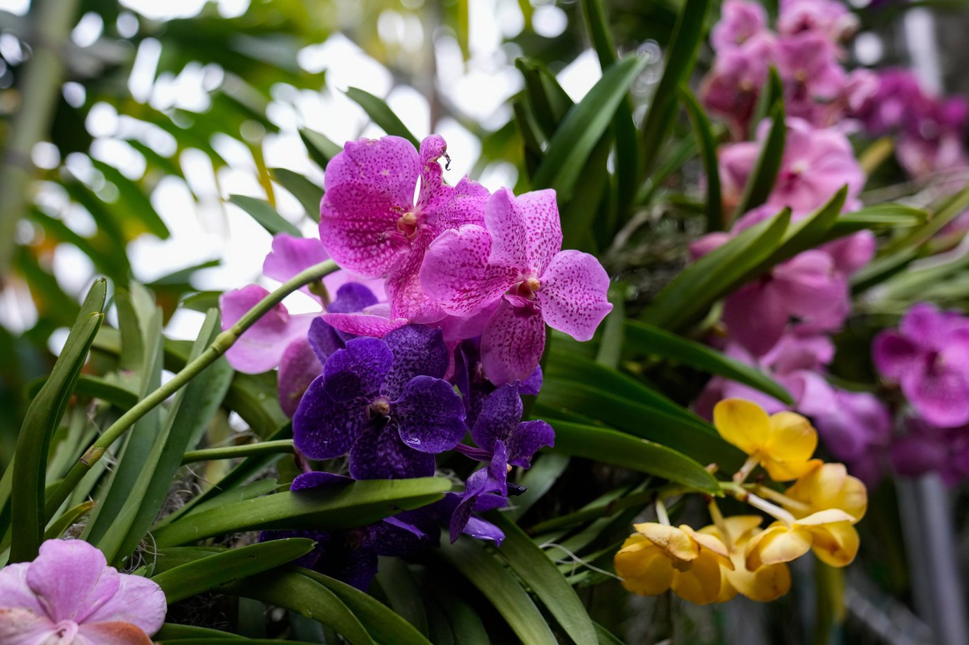 Photos of retro '70s-themed orchids show in Chicago | iNFOnews.ca