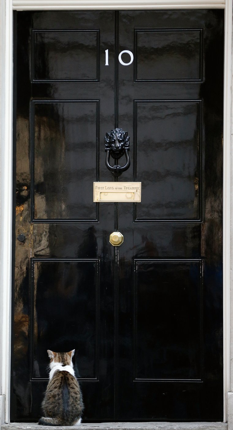 Larry the cat, Britain's Chief Mouser at 10 Downing Street for 15 years, in photos | iNFOnews.ca