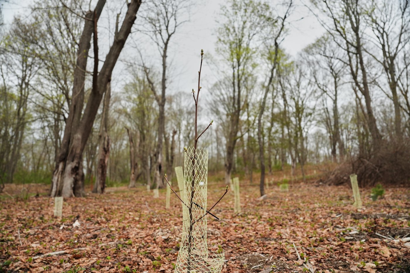 Trees are magic. In Newport, volunteers are working to expand their healthy reach | iNFOnews.ca