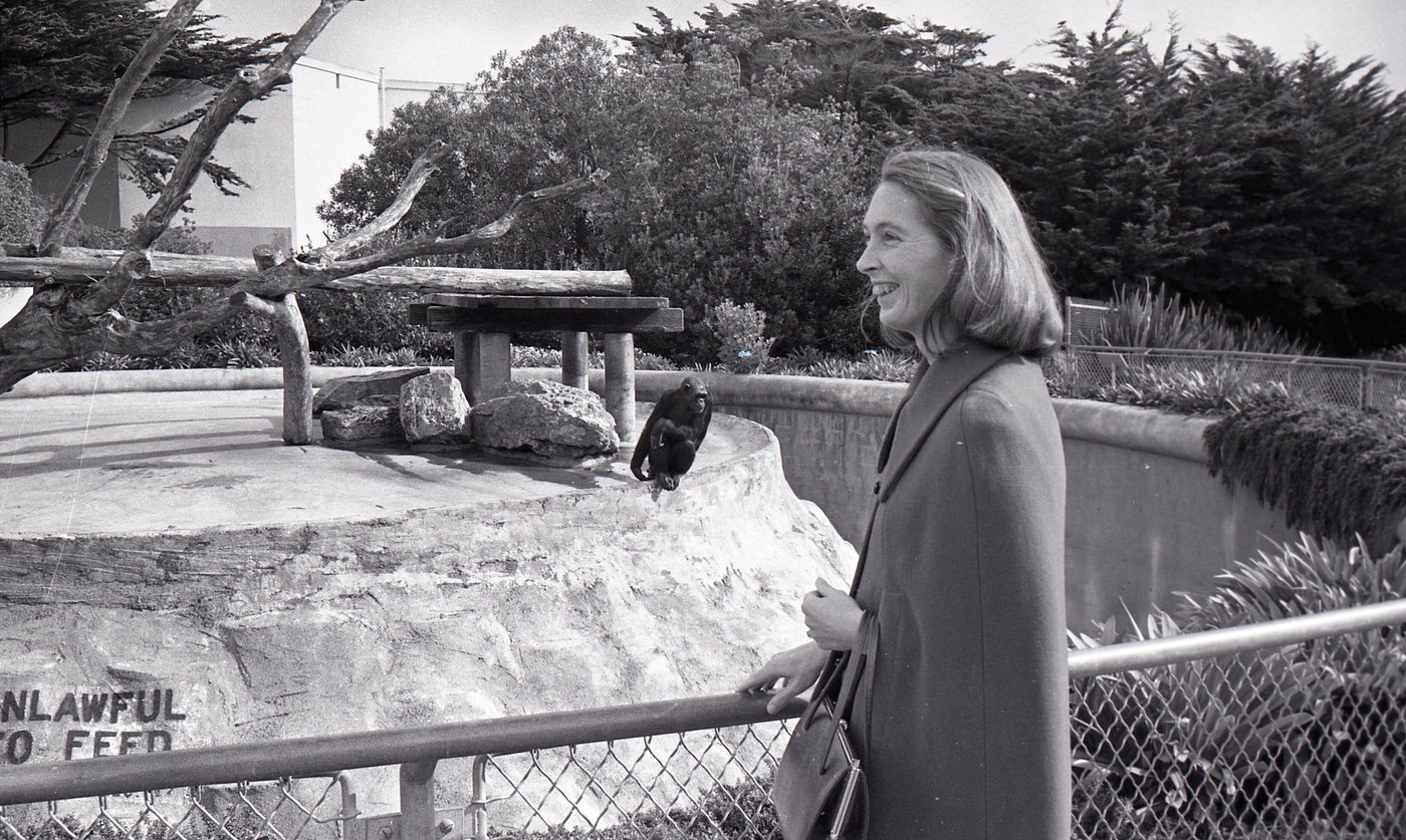 What to know about the life and legacy of chimpanzee researcher and wildlife advocate Jane Goodall | iNFOnews.ca