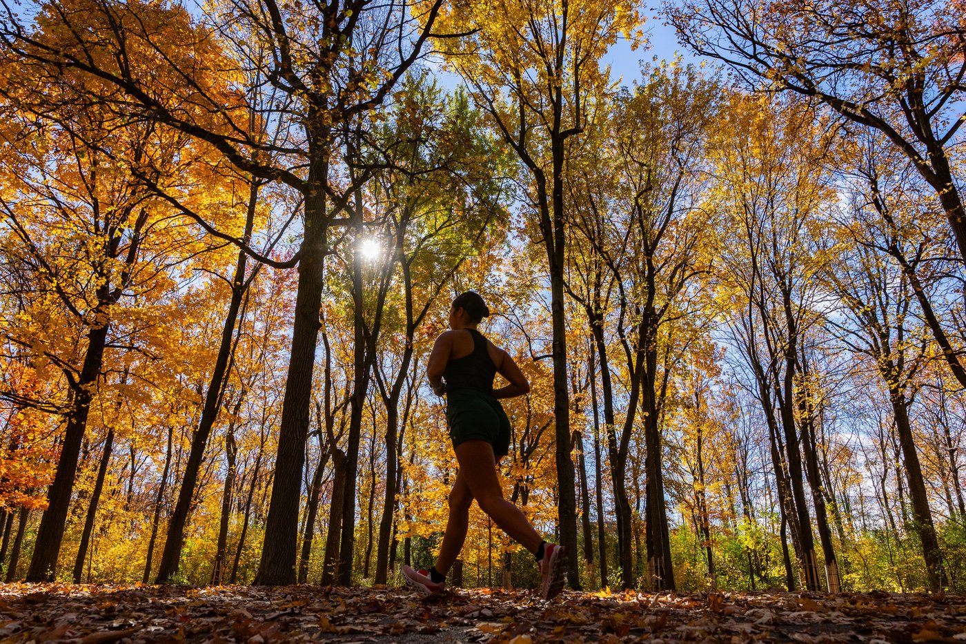 What could drought-stricken forests mean for Canada's fall foliage? | iNFOnews.ca What could drought-stricken forests mean for Canada's fall foliage? | iNFOnews.ca