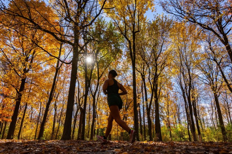 What could drought-stricken forests mean for Canada's fall foliage? | iNFOnews.ca