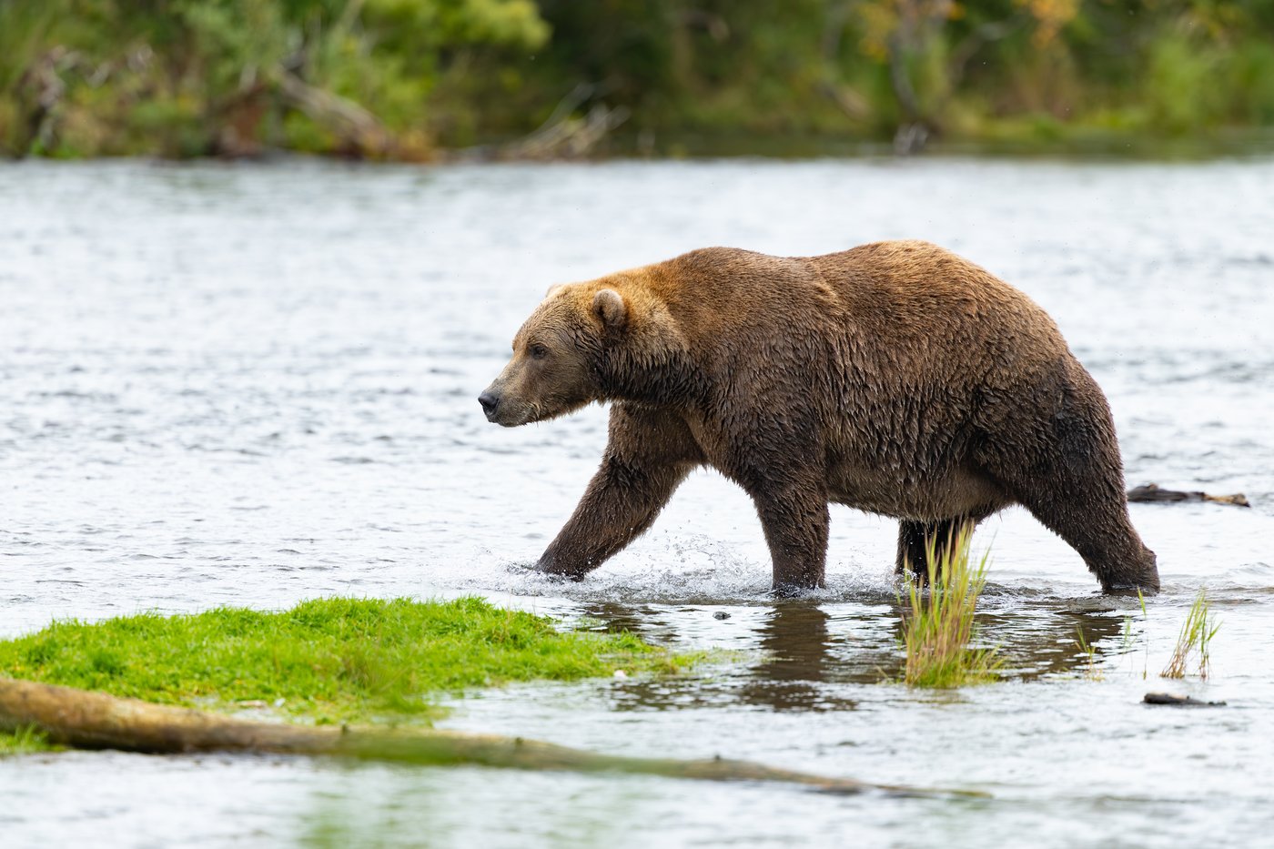 Fat Bear Week opens for Alaska’s heavyweight crown. Can Chunk, the 1,200-pound champ, win again? | iNFOnews.ca Fat Bear Week opens for Alaska’s heavyweight crown. Can Chunk, the 1,200-pound champ, win again? | iNFOnews.ca