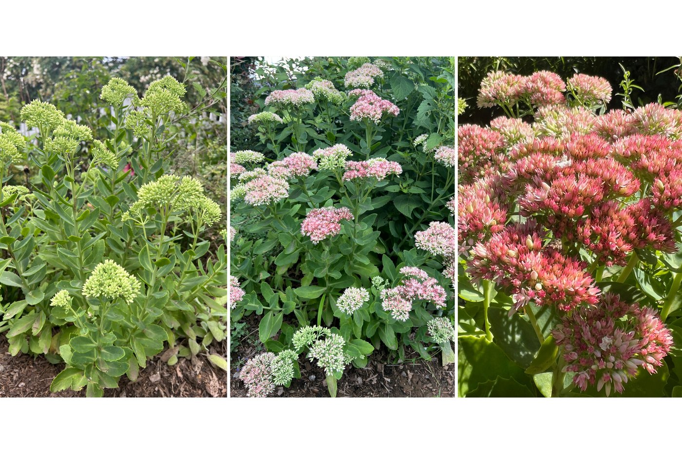 These plants add color to gardens and pots when summer flowers fade | iNFOnews.ca These plants add color to gardens and pots when summer flowers fade | iNFOnews.ca