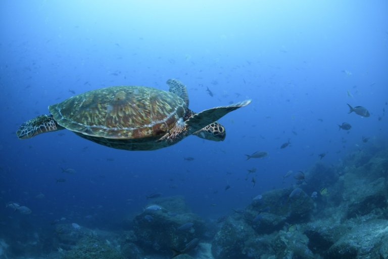 Nations ratify the world's first treaty to protect international waters | iNFOnews.ca