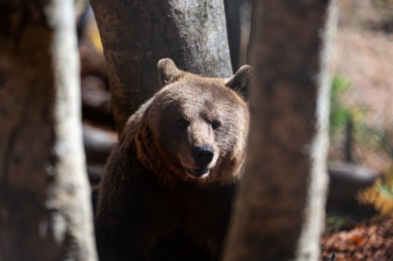 Bears in the backyard, wolves at the door: Greek villages have a growing predator problem | iNFOnews.ca