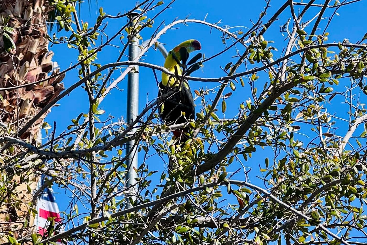 Rescue group in Las Vegas tries to catch a toucan that escaped its owner before it's too late | iNFOnews.ca Rescue group in Las Vegas tries to catch a toucan that escaped its owner before it's too late | iNFOnews.ca