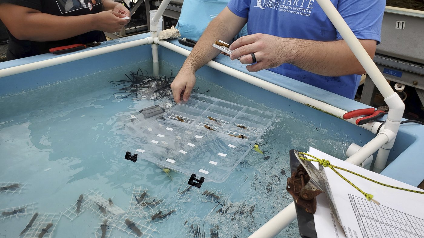 Endangered sea corals moved from South Florida to the Texas Gulf Coast for research and restoration | iNFOnews.ca Endangered sea corals moved from South Florida to the Texas Gulf Coast for research and restoration | iNFOnews.ca
