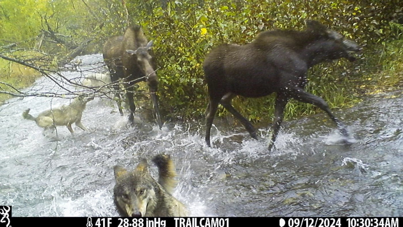 It's not just Fat Bear Week in Alaska. Trail cameras are also capturing wolves, moose and more | iNFOnews.ca It's not just Fat Bear Week in Alaska. Trail cameras are also capturing wolves, moose and more | iNFOnews.ca