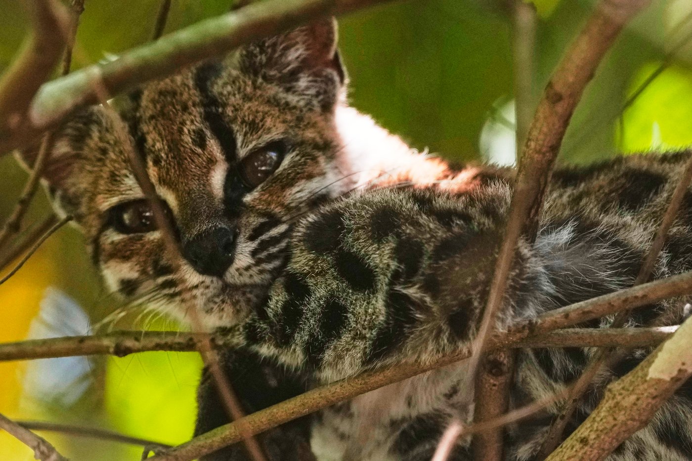 Tiny wild cat newly identified as a species draws curious visitors in Bolivia | iNFOnews.ca Tiny wild cat newly identified as a species draws curious visitors in Bolivia | iNFOnews.ca