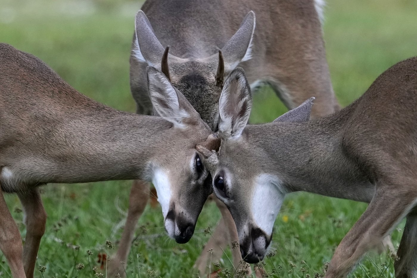 Florida’s iconic Key deer face an uncertain future as seas rise | iNFOnews.ca