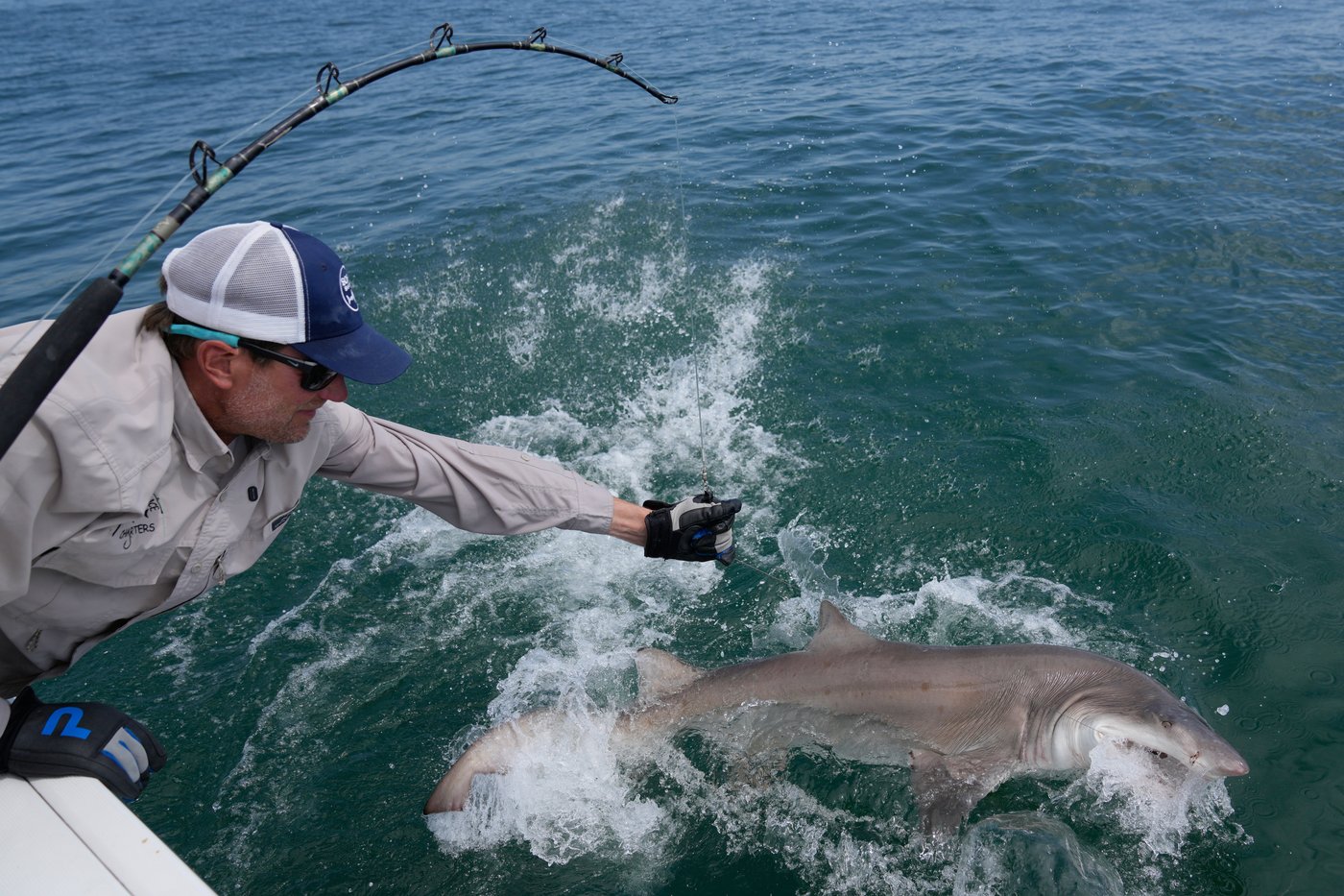 Researchers catch sharks off NY's Hamptons, attach trackers to toothy predators | iNFOnews.ca