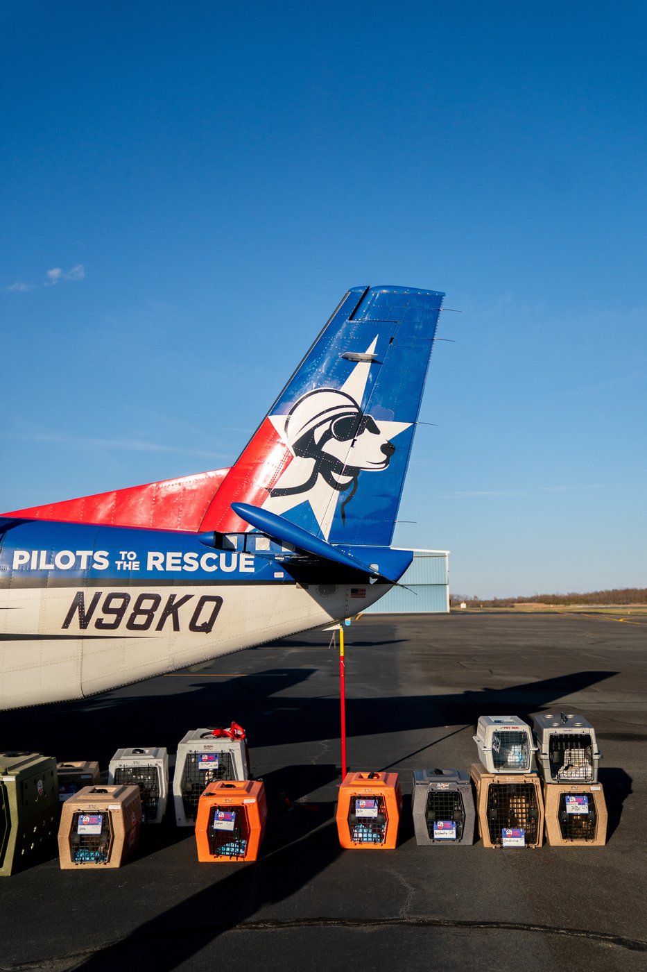 Shelter pets rescued by the revitalized Seuk’s Army in photos | iNFOnews.ca