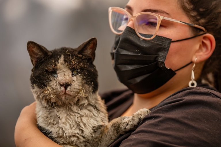 As fires in Chile burn, a mobile clinic fights to save furry survivors | iNFOnews.ca