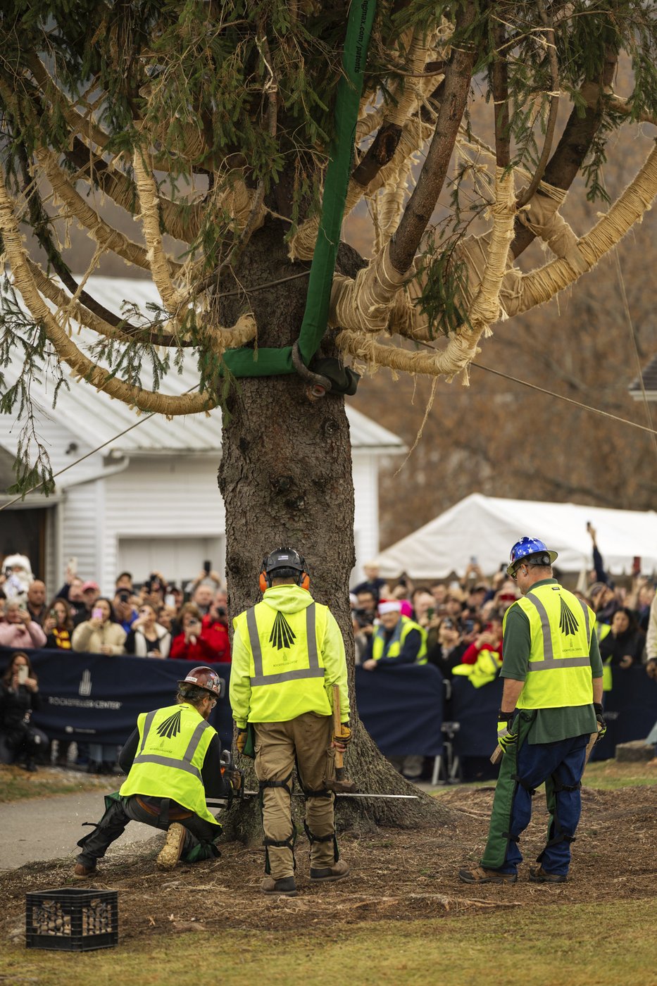 A green giant: This year's 74-foot Rockefeller Center Christmas tree is en route from Massachusetts | iNFOnews.ca