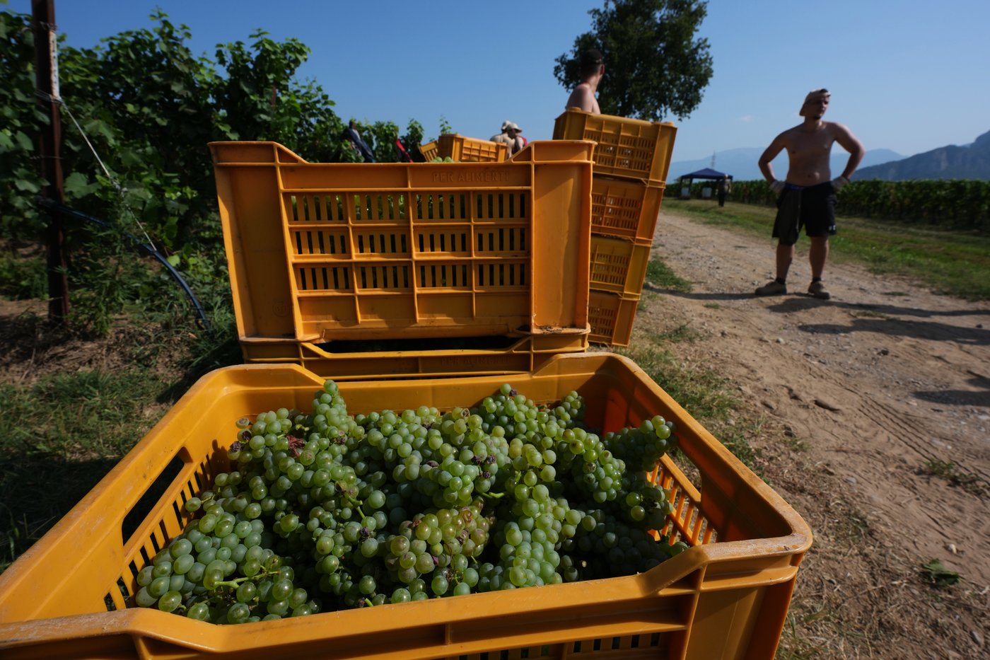 Photos show Italian winemakers harvesting grapes earlier due to extreme heat | iNwine