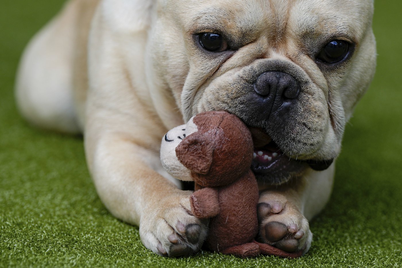 French bulldog is still top US breed, but is another gaining momentum? Of corso | iNFOnews.ca French bulldog is still top US breed, but is another gaining momentum? Of corso | iNFOnews.ca