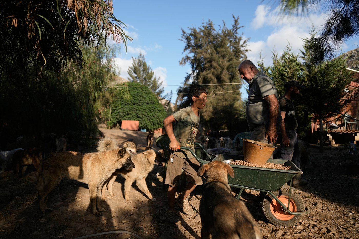 Photos of pets and farm animals rescued from the war in southern Lebanon | iNFOnews.ca