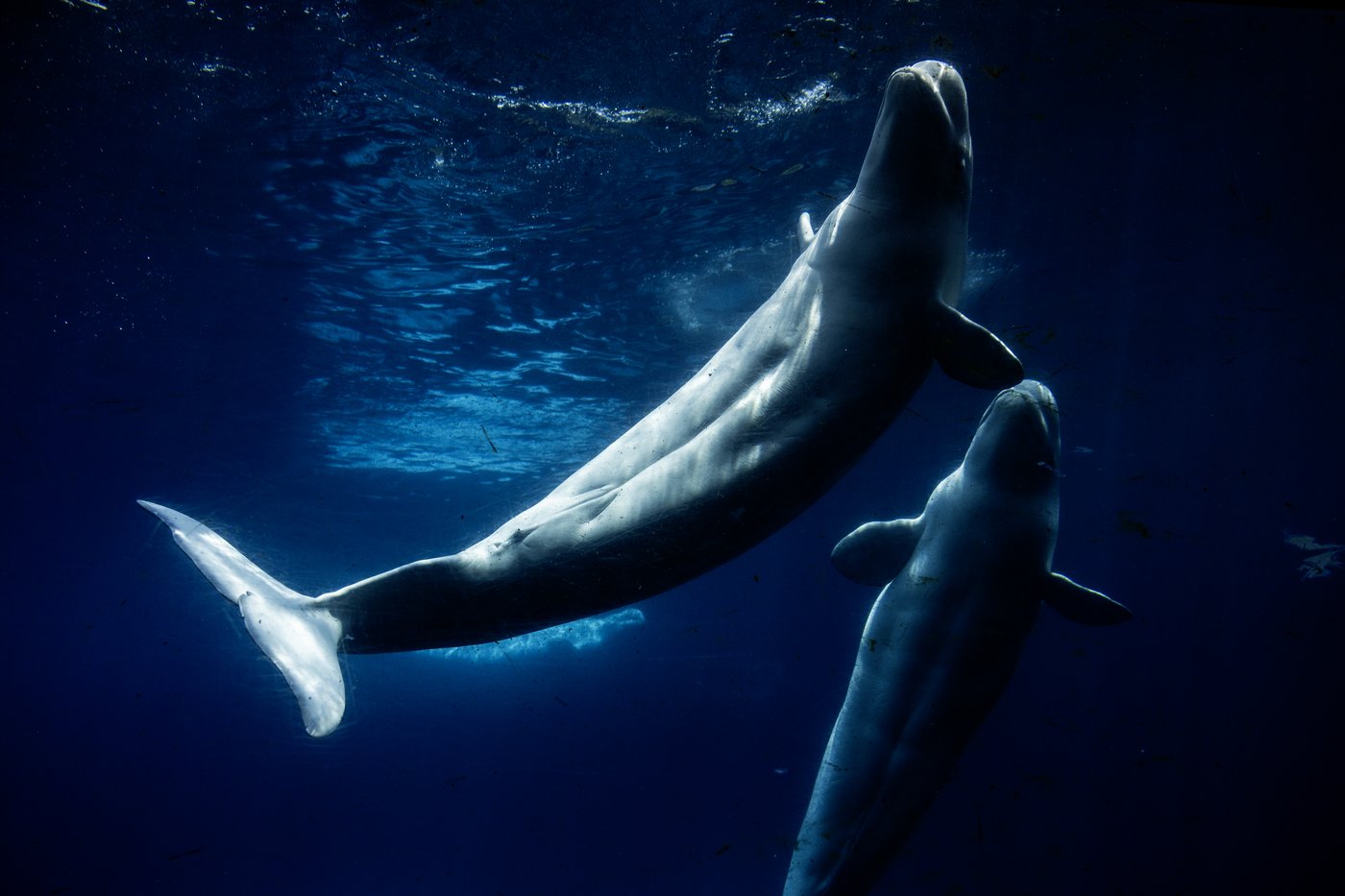 Everyone loved Marineland - then the tide turned. A look inside the park's final days | iNFOnews.ca