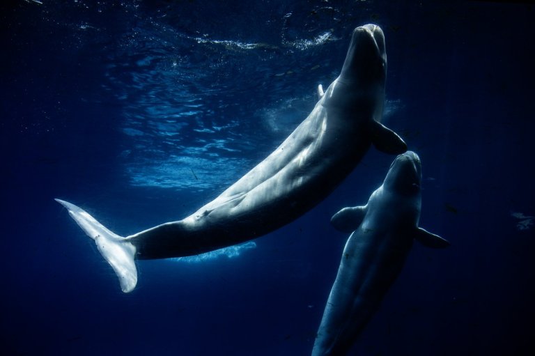 Everyone loved Marineland - then the tide turned. A look inside the park's final days | iNFOnews.ca
