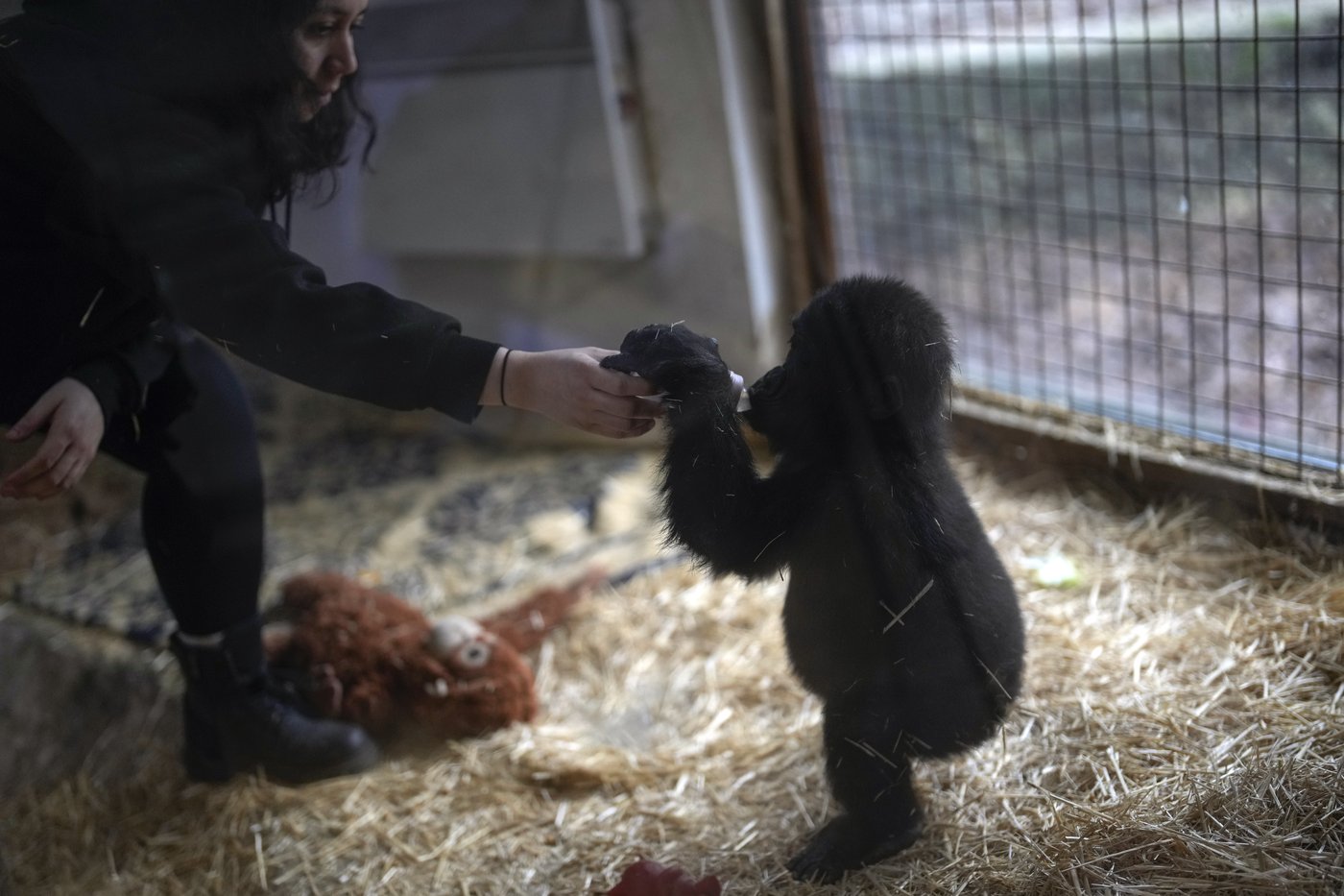 A young gorilla rescued from aircraft hold recovers at Istanbul zoo | iNFOnews.ca A young gorilla rescued from aircraft hold recovers at Istanbul zoo | iNFOnews.ca