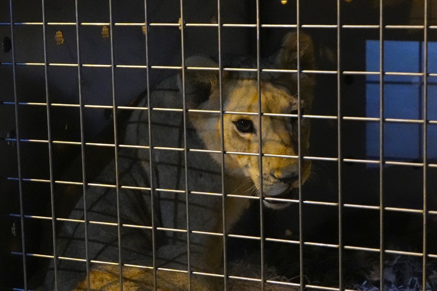 A lion cub evacuated from Lebanon to a South African sanctuary escapes airstrikes and abuse | iNFOnews.ca A lion cub evacuated from Lebanon to a South African sanctuary escapes airstrikes and abuse | iNFOnews.ca