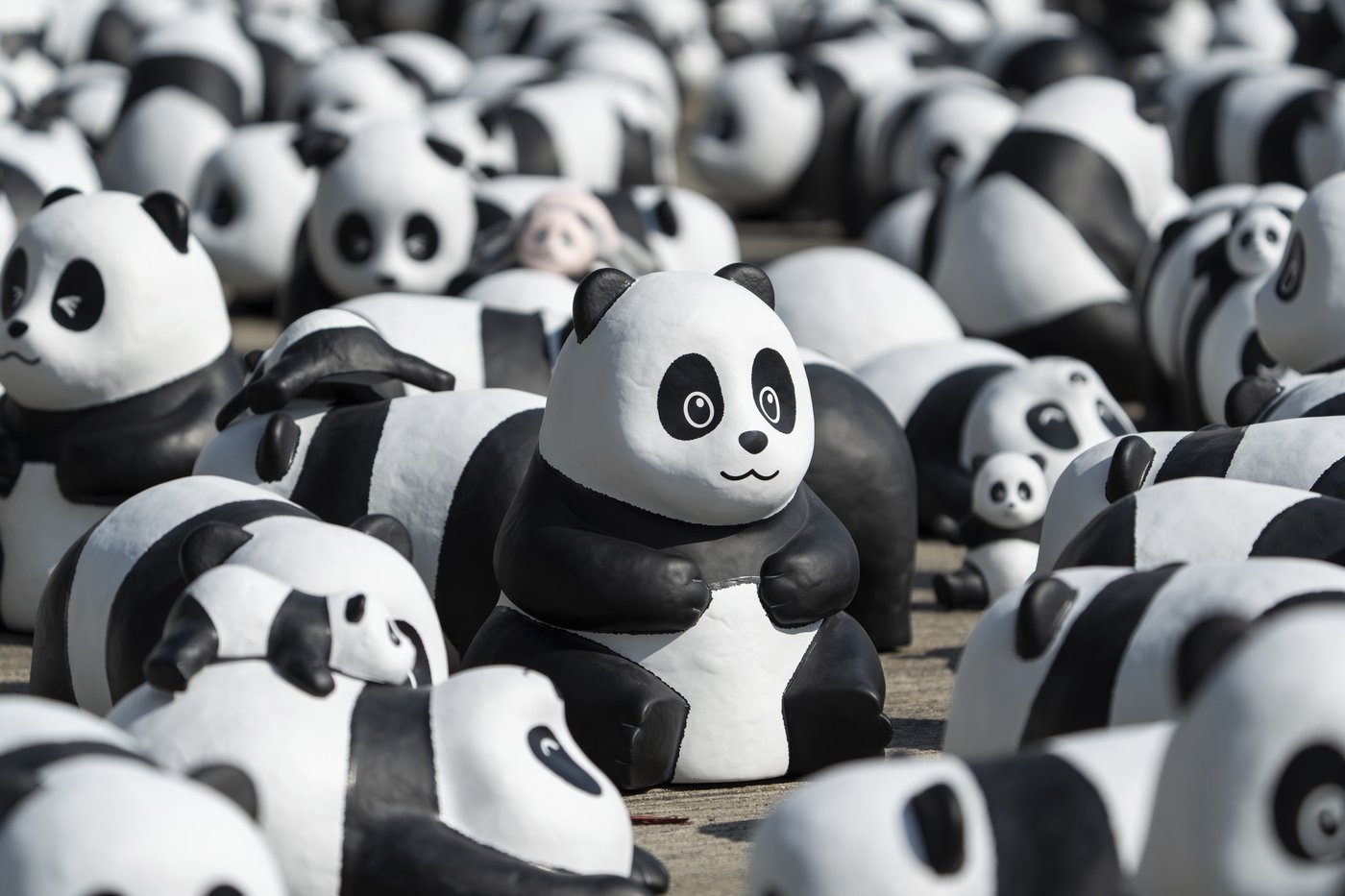 PHOTO COLLECTION: Hong Kong Panda | iNFOnews.ca PHOTO COLLECTION: Hong Kong Panda | iNFOnews.ca