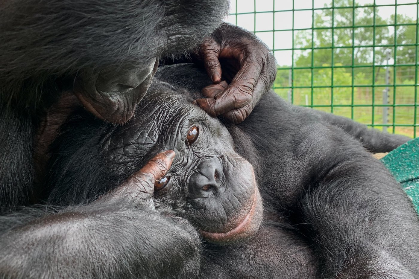 Can apes play pretend? Scientists use an imaginary tea party to find out | iNFOnews.ca