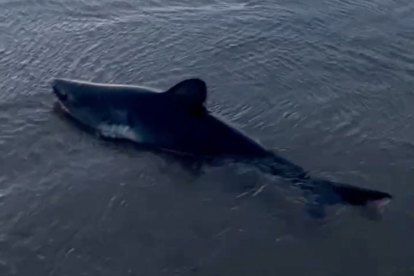 Woman rescues a beached shark in Oregon in striking video | iNFOnews.ca Woman rescues a beached shark in Oregon in striking video | iNFOnews.ca