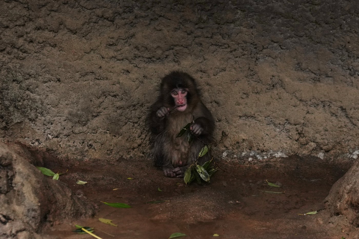 Punch the orphan macaque is outgrowing his plushie and making friends | iNFOnews.ca Punch the orphan macaque is outgrowing his plushie and making friends | iNFOnews.ca
