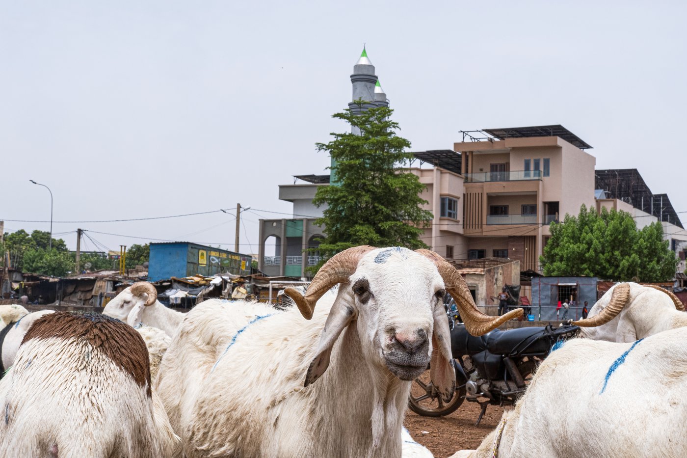 A bitter Eid al-Adha in Mali's capital as al-Qaida-linked blockade sends sheep prices soaring | iNFOnews.ca