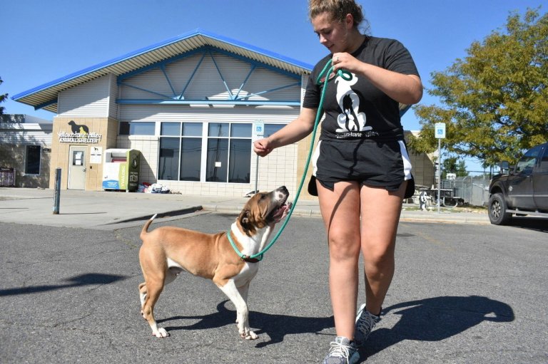 Meth burn by FBI smokes out Montana animal shelter | iNFOnews.ca