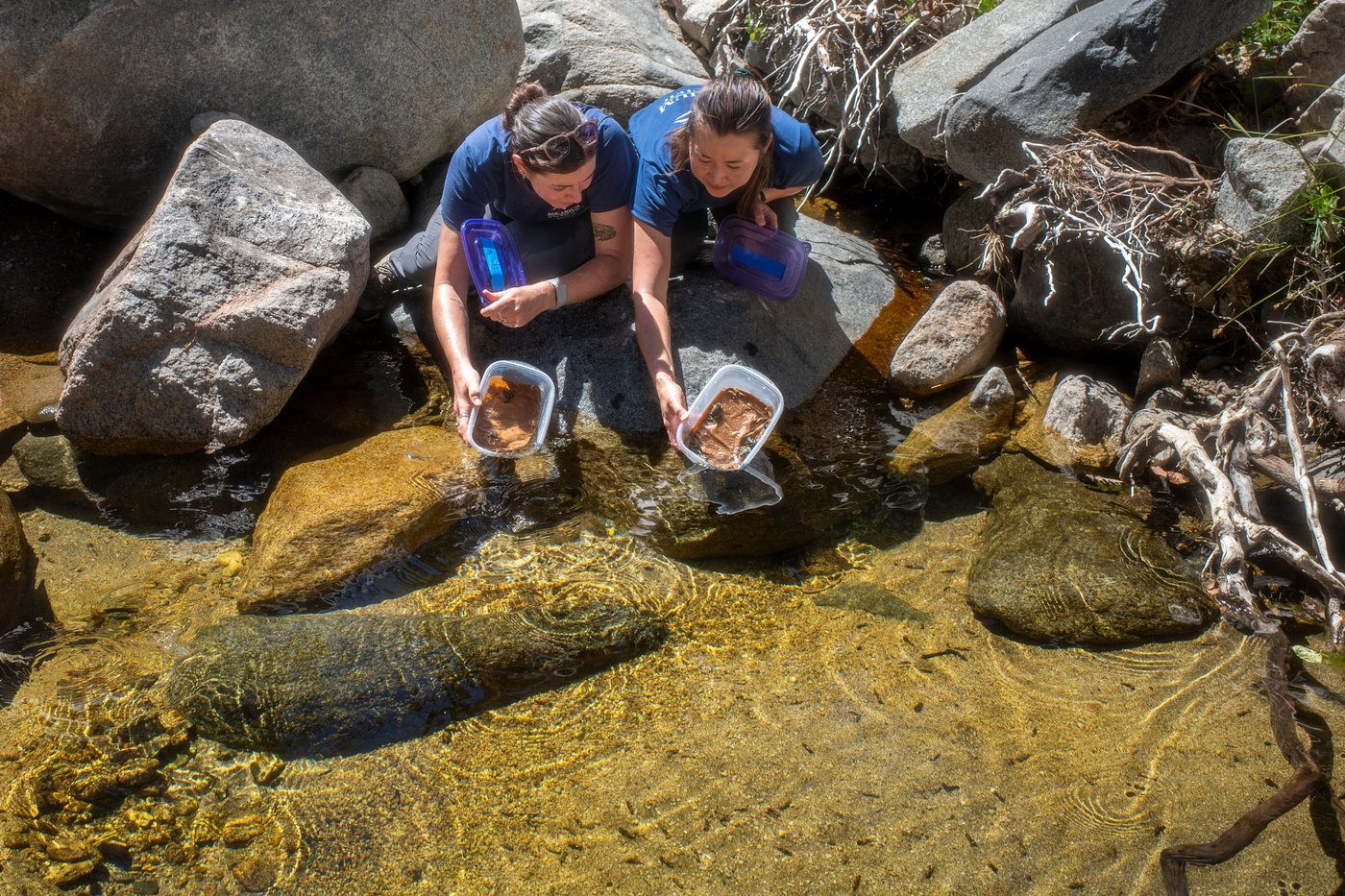 An endangered frog nursery in LA cares for hundreds of tadpoles until they're ready for the wild | iNFOnews.ca