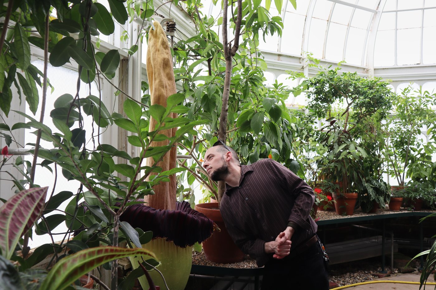 Mount Holyoke’s corpse flower blooms again, drawing crowds to its ‘rotting flesh’ stench | iNFOnews.ca Mount Holyoke’s corpse flower blooms again, drawing crowds to its ‘rotting flesh’ stench | iNFOnews.ca