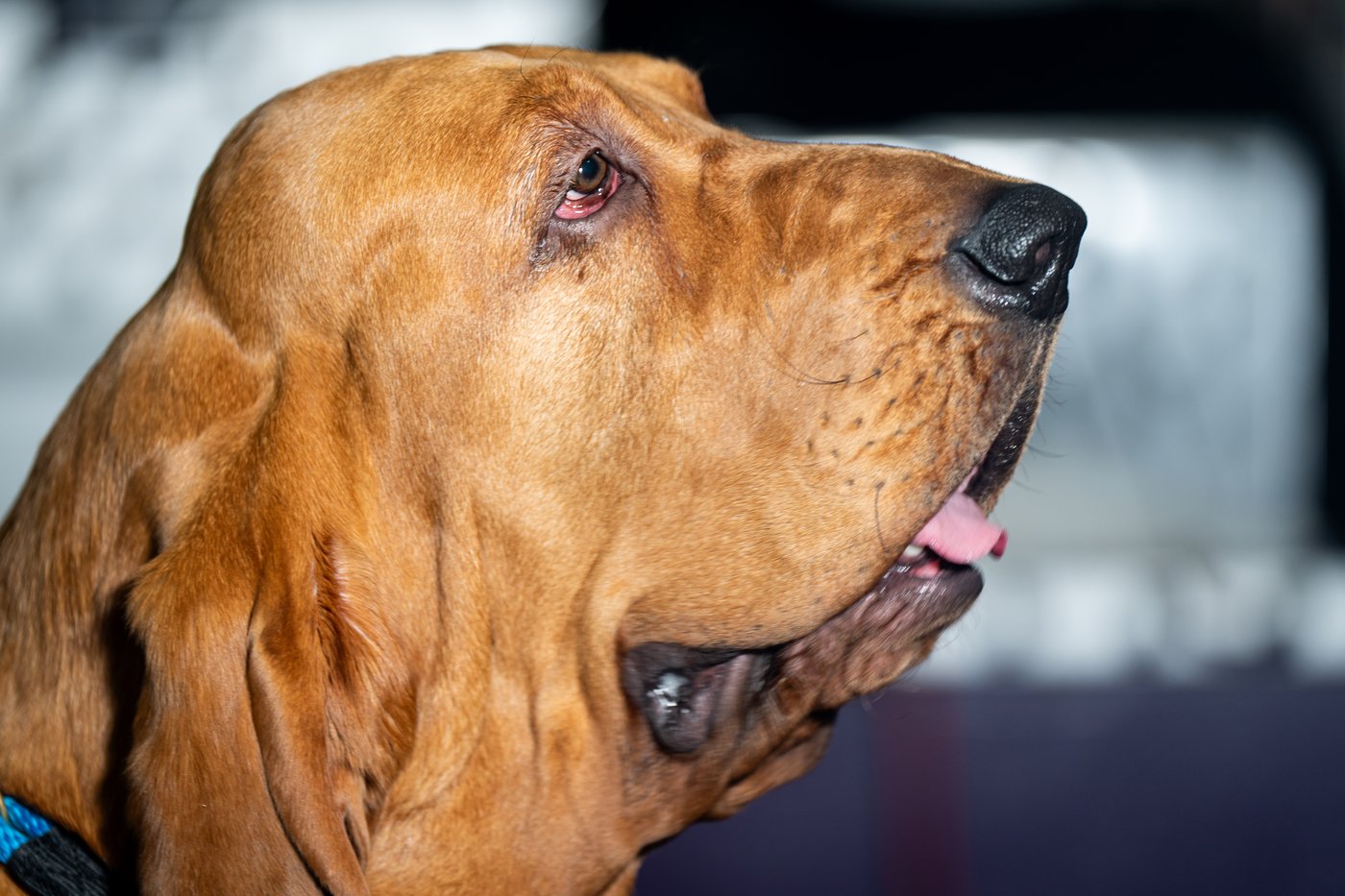 Photo Gallery: The Westminster dog show | iNFOnews.ca