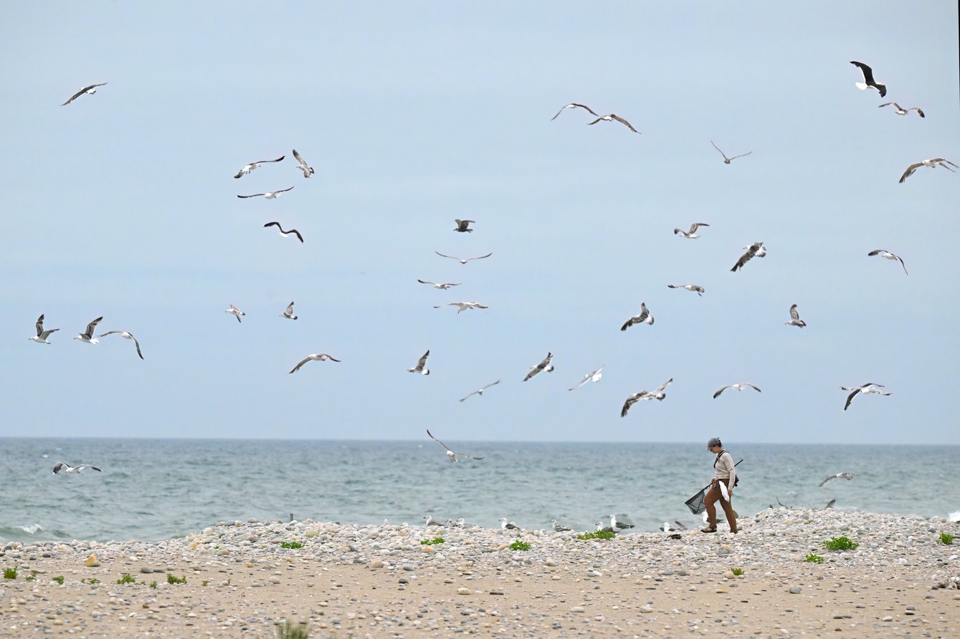 Oystercatchers, known for sharp bills and beady eyes, are making a comeback thanks to conservation | iNFOnews.ca