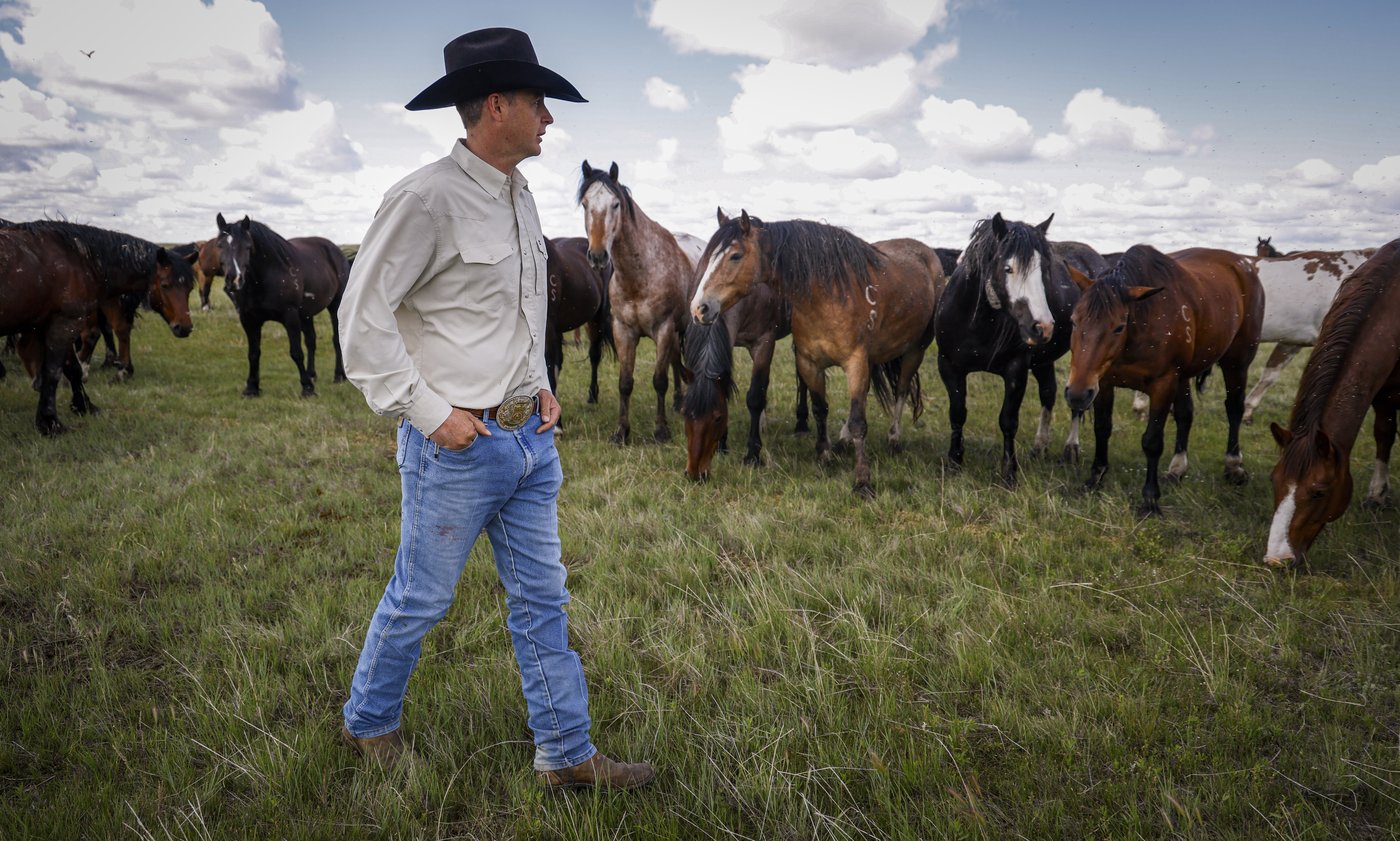 'Bred to buck': Stampede Ranch responsible for generations of bucking horses | iNFOnews.ca