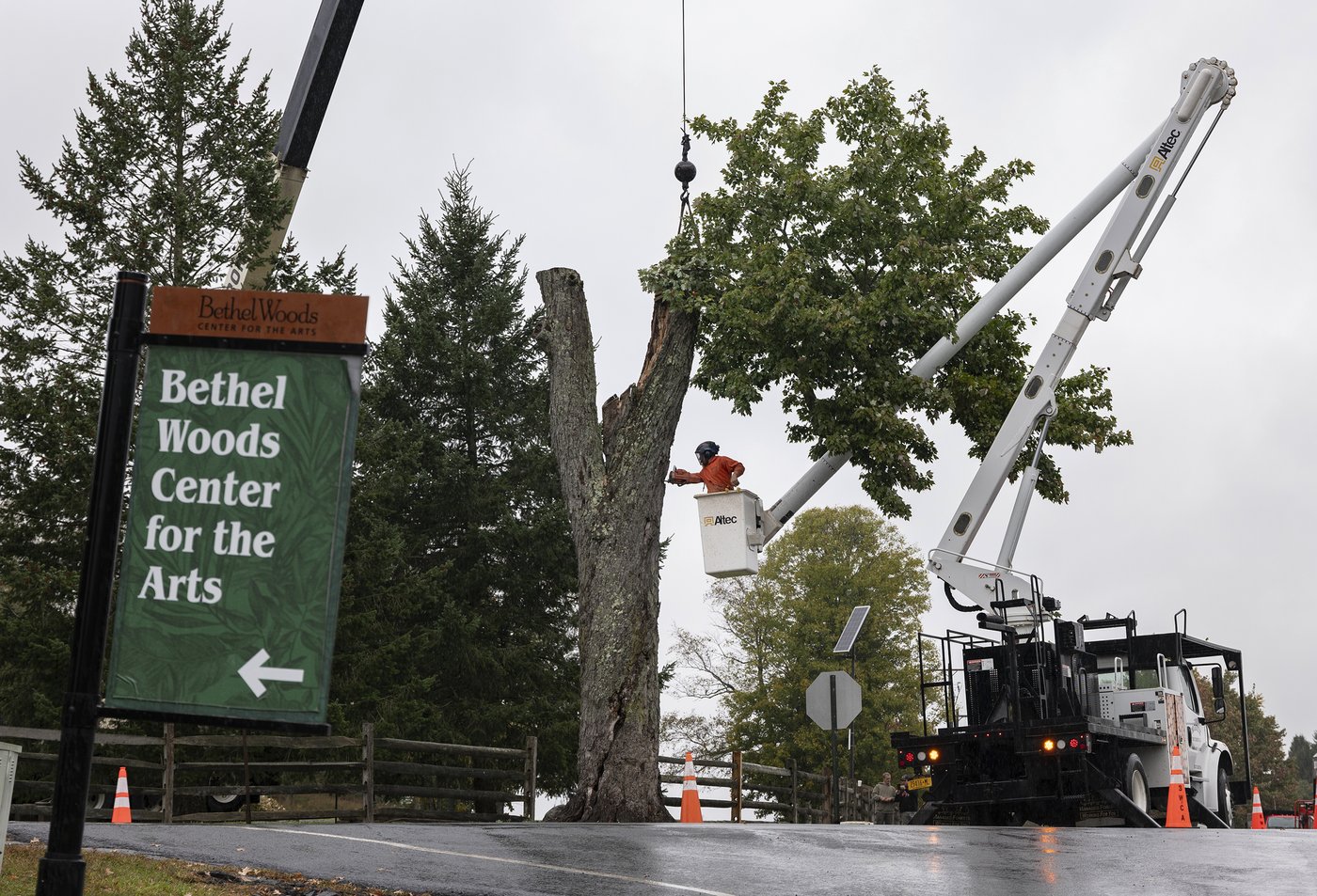 Aging and ailing, 'Message Tree' at Woodstock concert site is reluctantly cut down | iNFOnews.ca