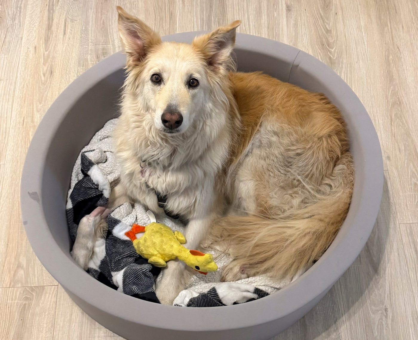 Rescuers use drone technology to find dog that escaped along New Jersey Turnpike | iNFOnews.ca