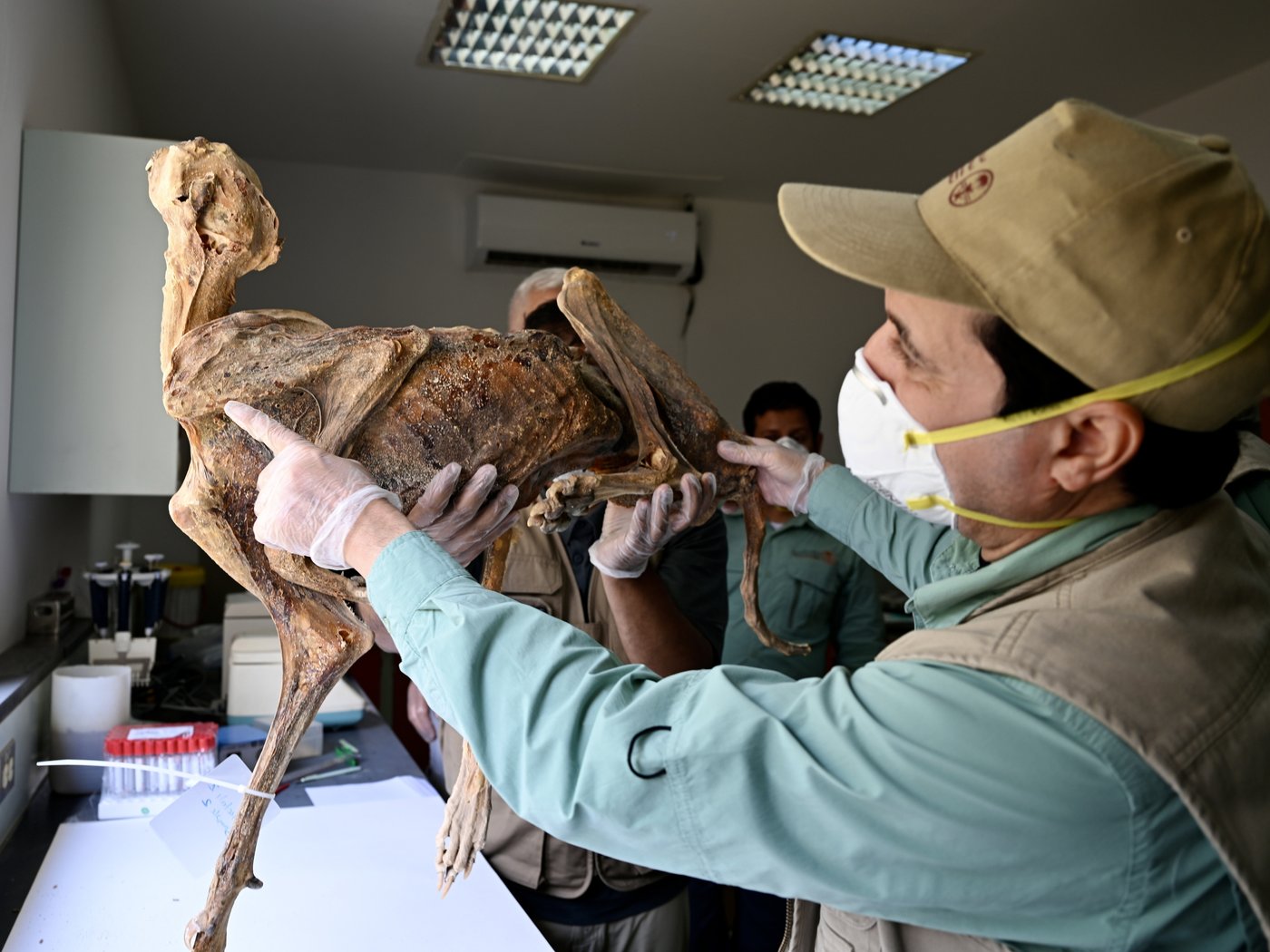 Mummified cheetahs found in Saudi caves shed light on lost populations | iNFOnews.ca Mummified cheetahs found in Saudi caves shed light on lost populations | iNFOnews.ca